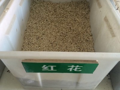 紅花夏天能種嗎？