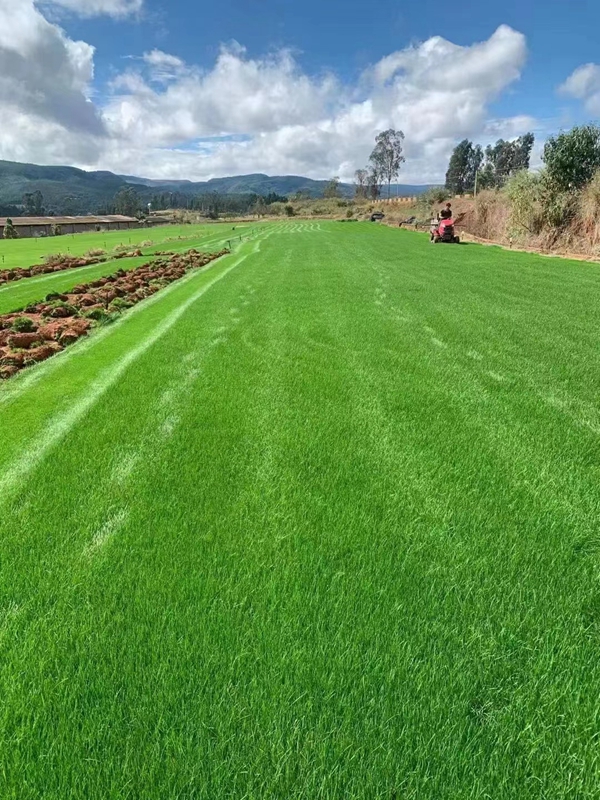 1649420537249194.jpg 護坡草坪6.jpg