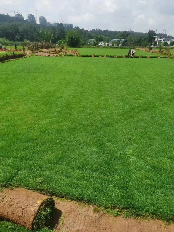 1649420546690229.jpg 護坡草坪7.jpg