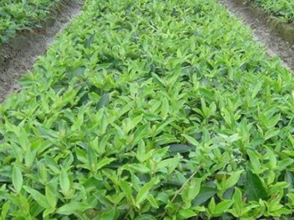 1649463487912620.jpg 金銀木8.jpg