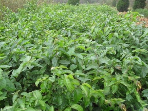 1649463494907961.jpg 金銀木9.jpg