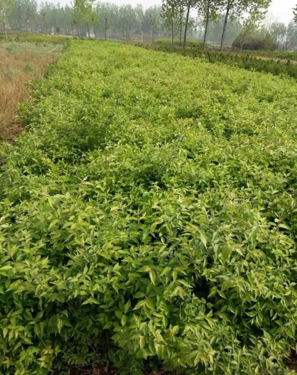 1649463507972638.jpg 金銀木1.jpg