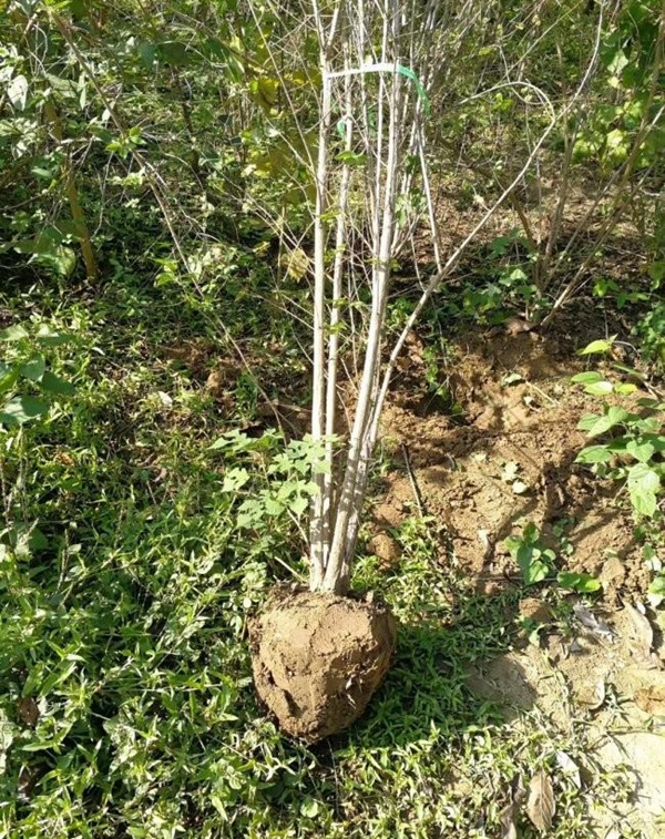 1649463537743636.jpg 金銀木5.jpg