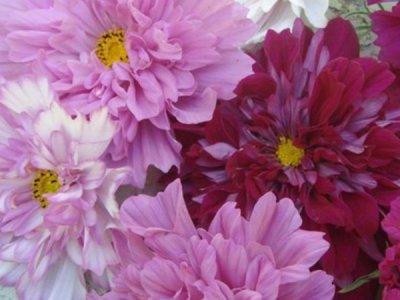 格桑花適合家里種嗎？