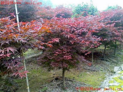 紅楓夏天能栽活嗎？