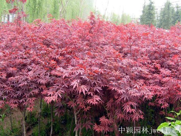 中穎園林jweii.cn.jpg