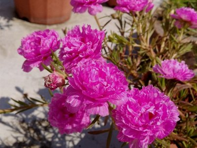 夏天可以種花種子嗎？