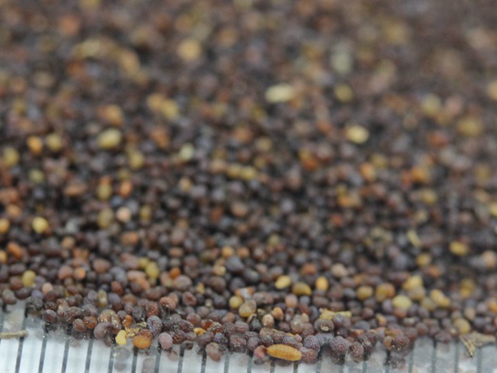 紅色虞美人 (9).JPG