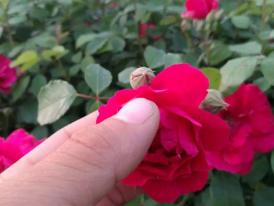 薔薇夏天可以移植嗎？