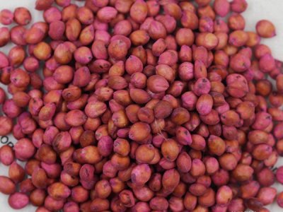 夏天可以播草種子嗎？