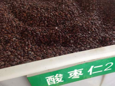 酸棗仁夏季可以種植嗎？