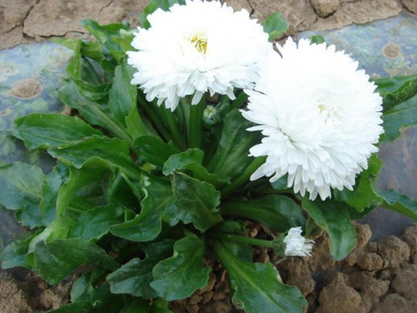 雛菊4.jpg