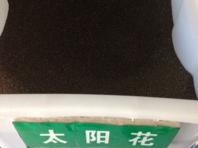 6月份能種植太陽花嗎？