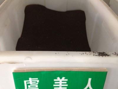 虞美人六月份播種行嗎？