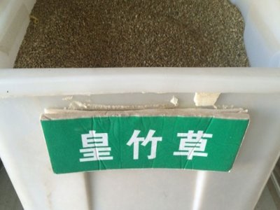 黑龍江省能種皇竹草嗎？