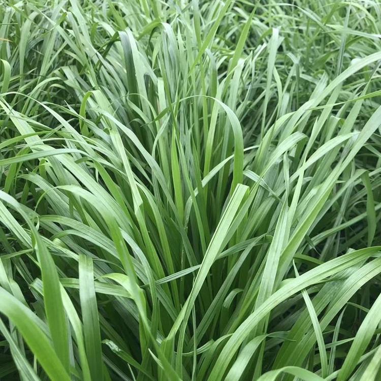 1649840608435953.jpg 黑麥草種子10.jpg