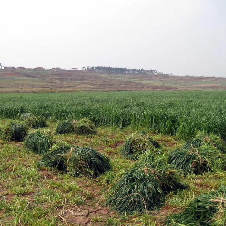 1649905055239016.jpg 多倍體黑麥草種子11.jpg