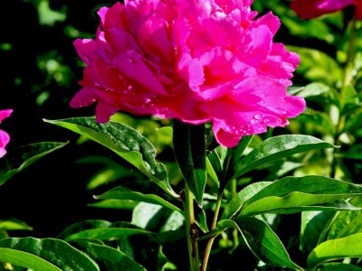 四川適合種牡丹花嗎？