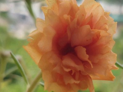 太陽花冬天會死掉嗎？