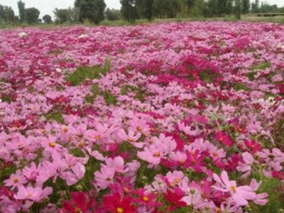 格桑花每年都要撒種子嗎？
