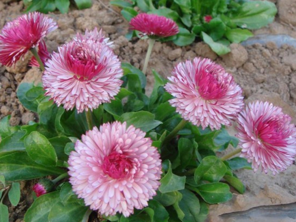 雛菊3.jpg