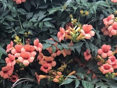 7月份能種植凌霄花嗎？