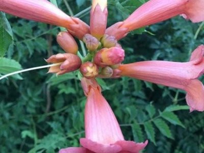 凌霄花7月份可以種植嗎？