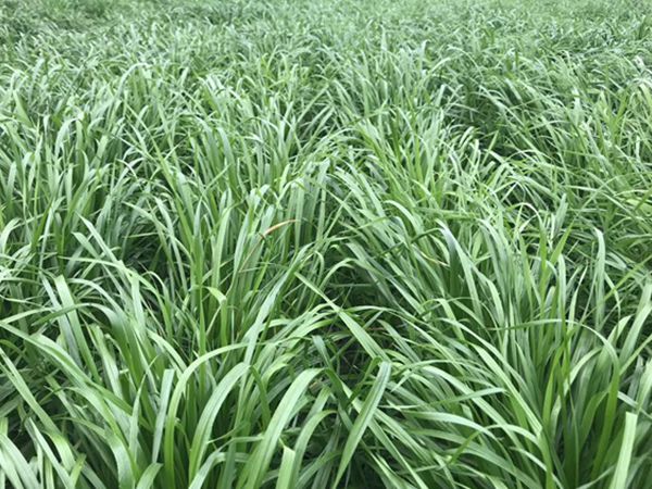 1650090593701777.jpg 一年生黑麥草6.jpg