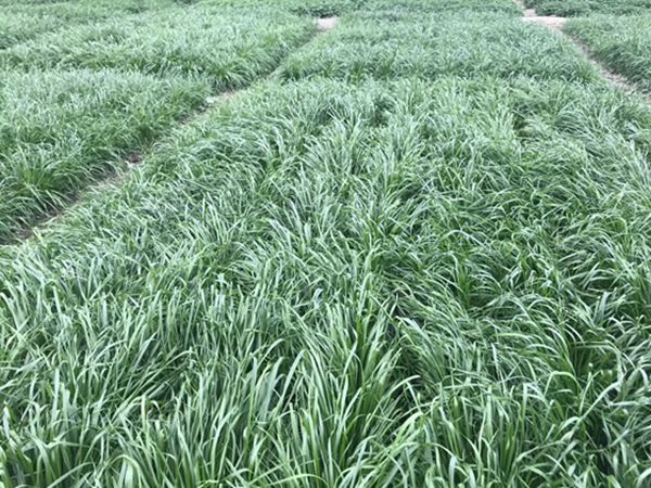 1650090600558495.jpg 一年生黑麥草5.jpg