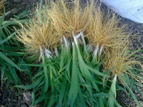 1650457116948256.jpg 鳶尾種子3.jpg