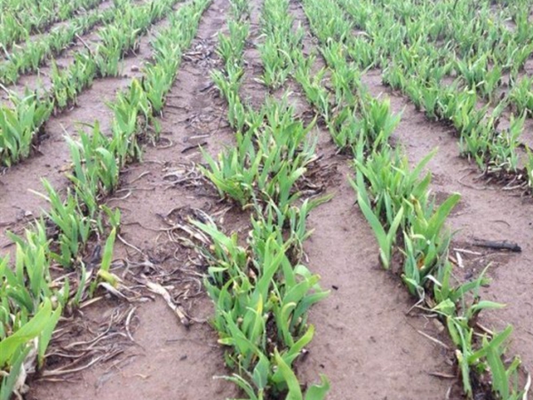 1650457120779961.jpg 鳶尾種子4.jpg