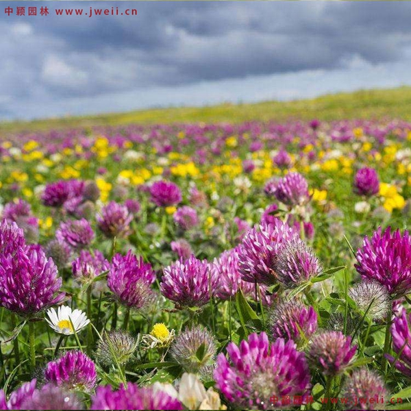 1651134335855582.jpg 7_副本7.jpg