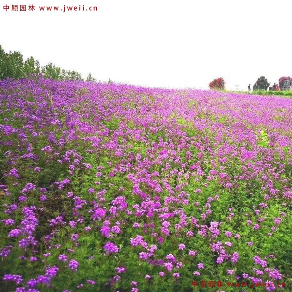 1651134388821452.jpg 6_副本6.jpg