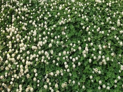 草坪種子哪里有賣的？