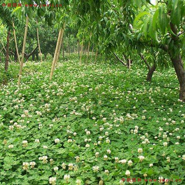 1651141478977831.jpg 3_副本.jpg