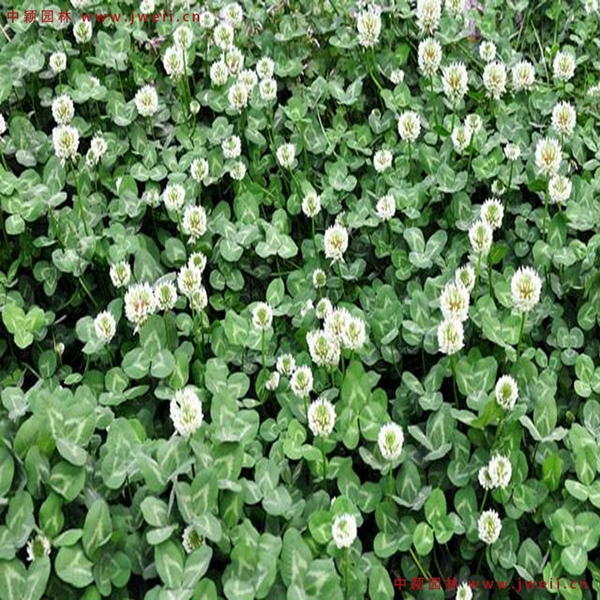 1651142236862107.jpg 6_副本.jpg