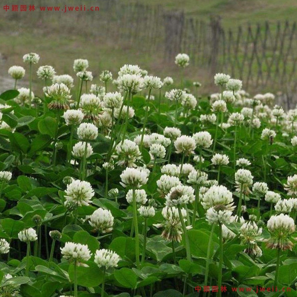 1651142241737654.jpg 2_副本.jpg