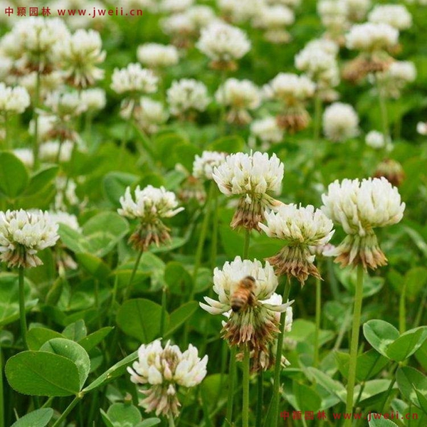 1651145174580911.jpg 7_副本.jpg