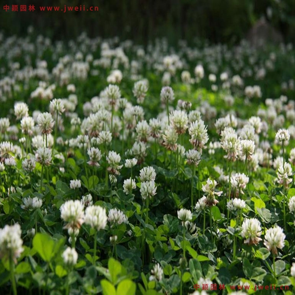 1651145211869891.jpg 4_副本.jpg