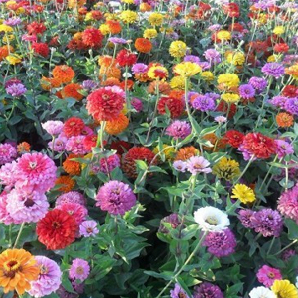 1651197005310186.jpg 百日草-(3)_副本.jpg