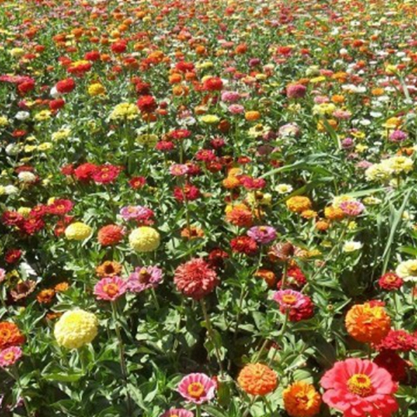 1651197023661678.jpg 百日草-(9)_副本.jpg