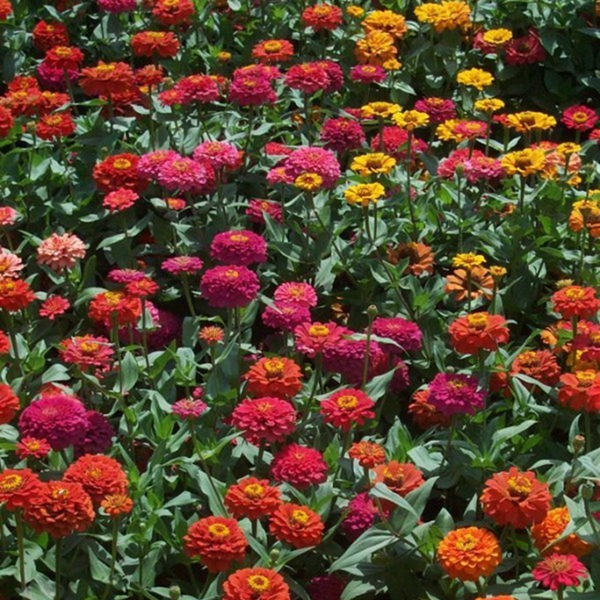 1651197055292407.jpg 百日草-(7)_副本.jpg