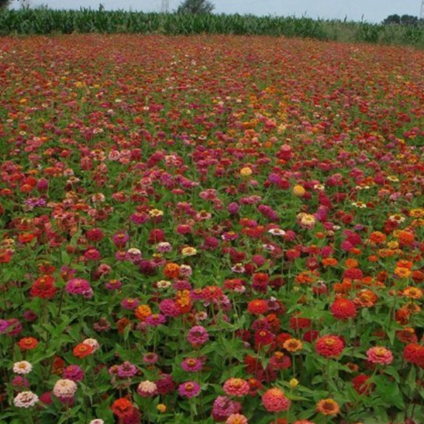 1651197067155940.jpg 百日草-(17)_副本.jpg