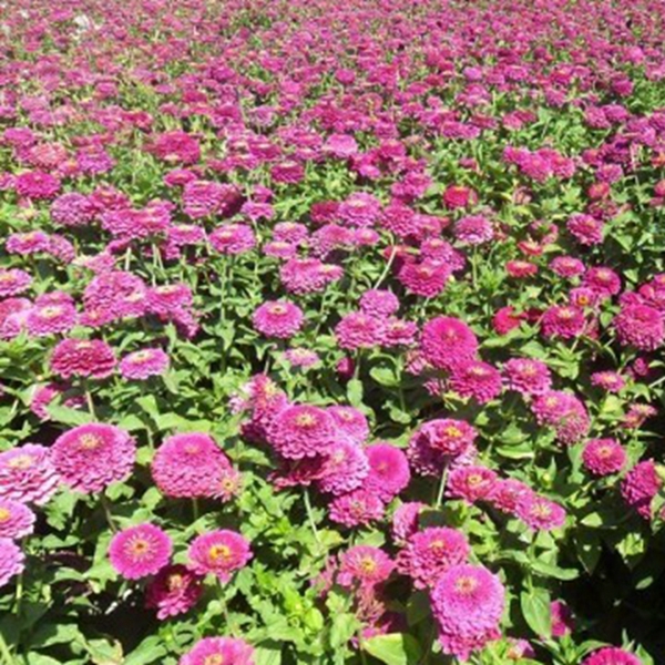 1651197080226039.jpg 百日草-(10)_副本.jpg