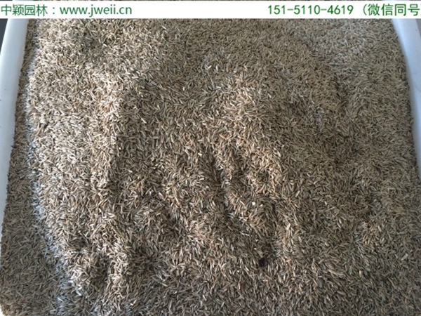 1651409119388713.jpg 多年生黑麥草3.jpg