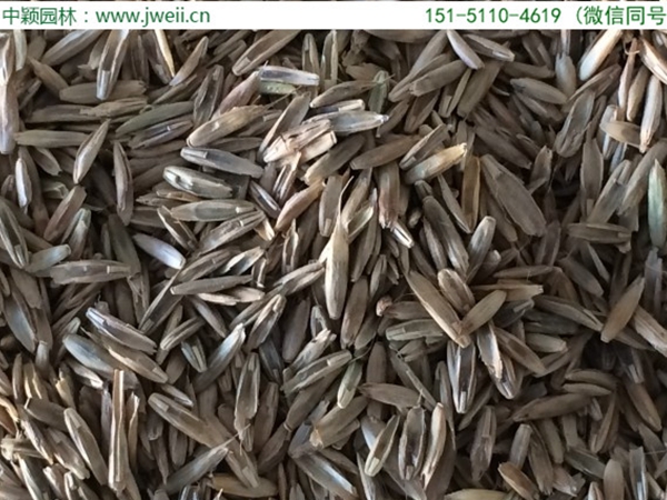 1651409441591720.jpg 多年生黑麥草2.jpg