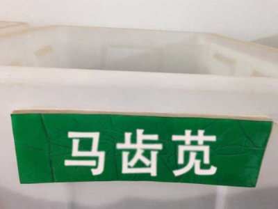 馬齒莧冬天可以種嗎？