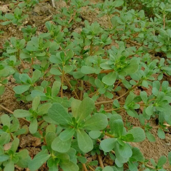 1651563884170909.jpg 馬齒莧10.jpg