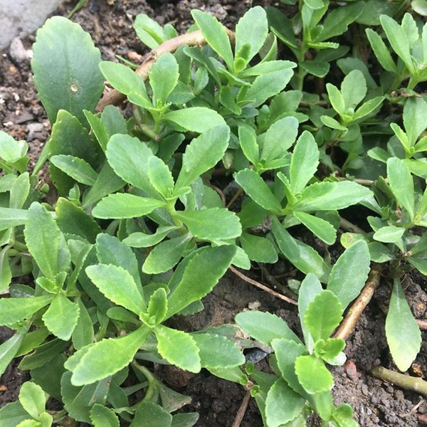 1651563894488451.jpg 馬齒莧12.jpg