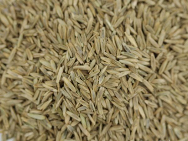 1651671053292204.jpg 一年生黑麥草1.jpg